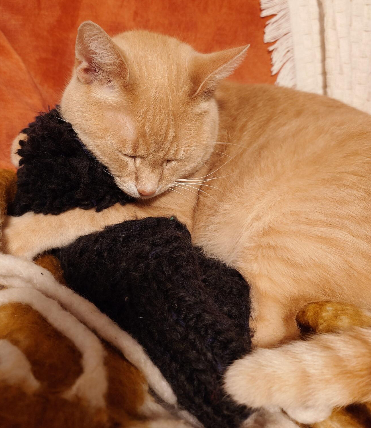 Süße Katze