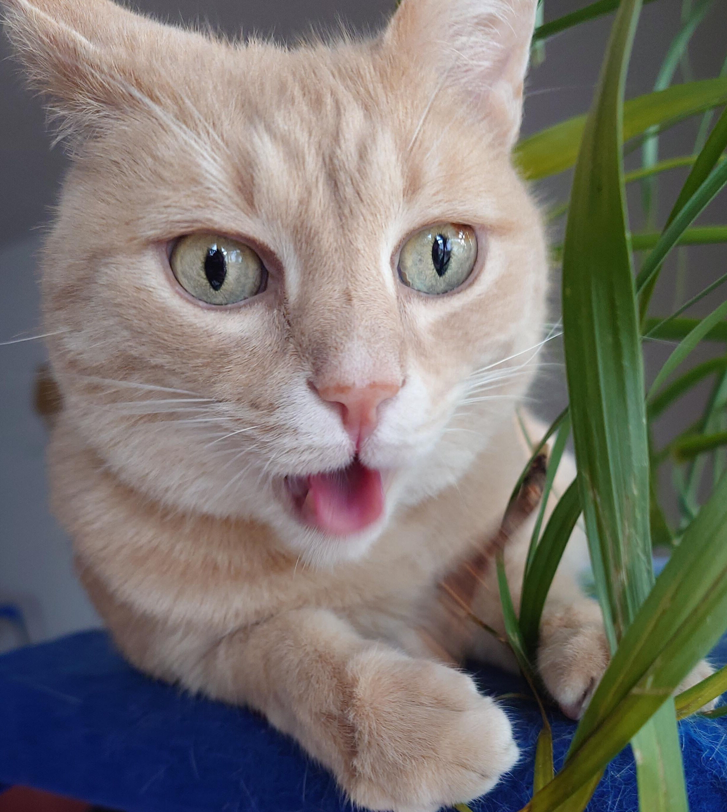 Dumme Katze
