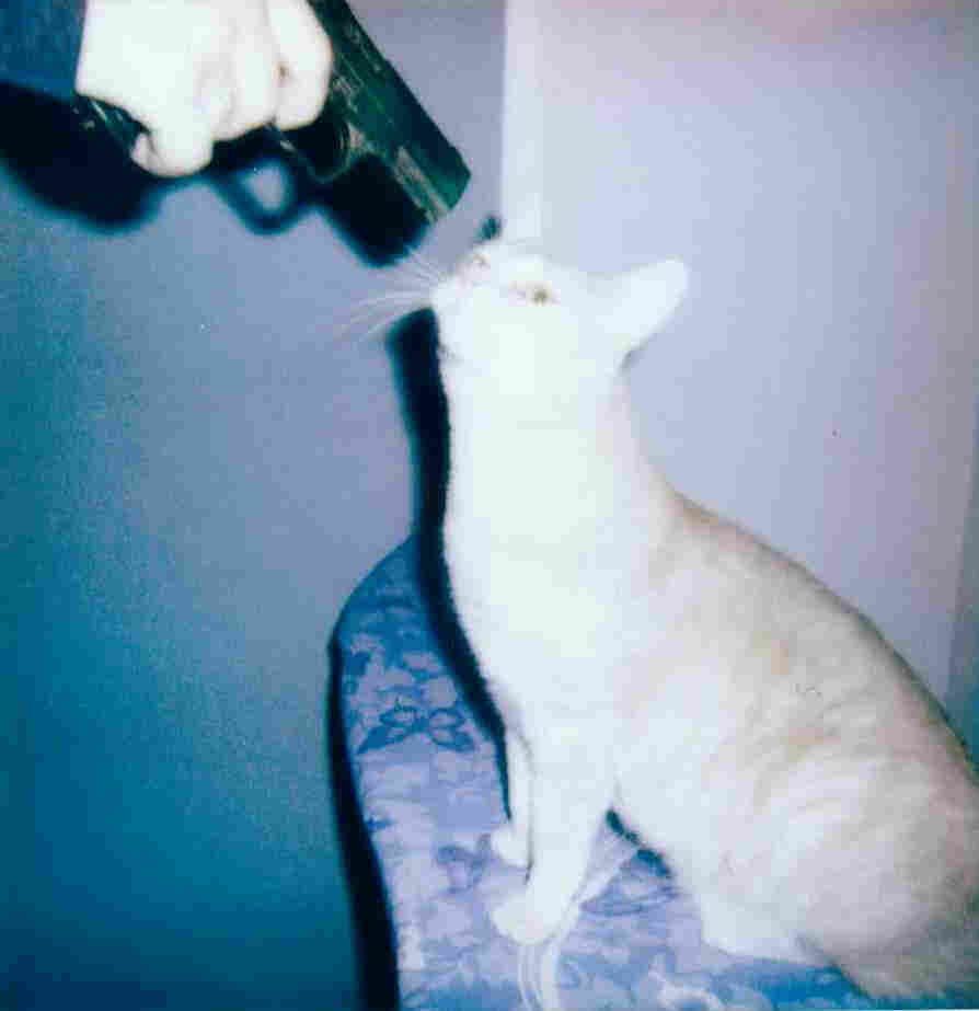 Gefährliche Katze